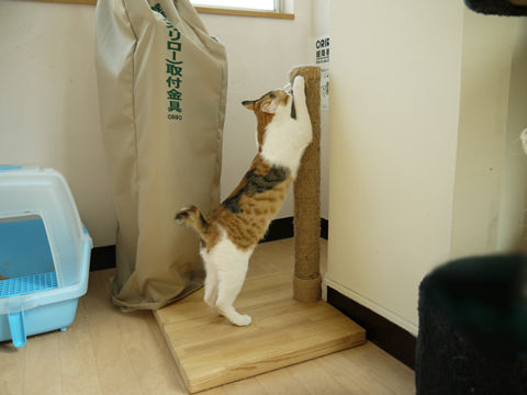 猫式ブログ~里親募集型猫カフェ