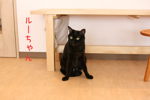 猫式ブログ~里親募集型猫カフェ