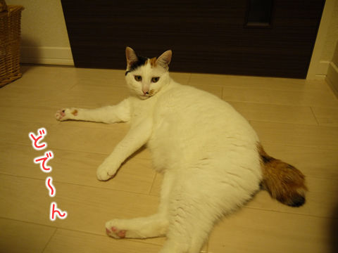 $猫式ブログ～里親募集型猫カフェ