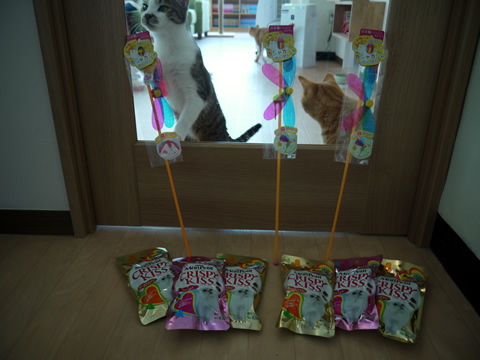 猫式ブログ～里親募集型猫カフェ