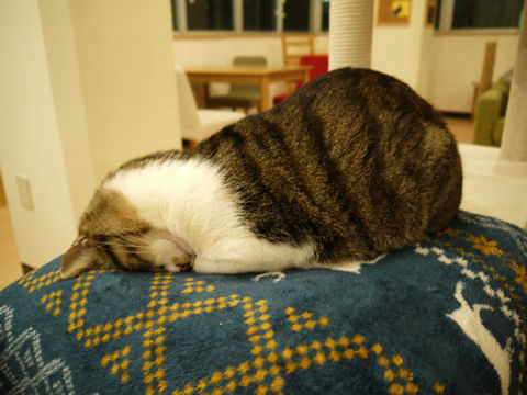 猫式ブログ~里親募集型猫カフェ