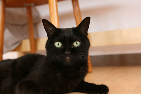 猫式ブログ～里親募集型猫カフェ