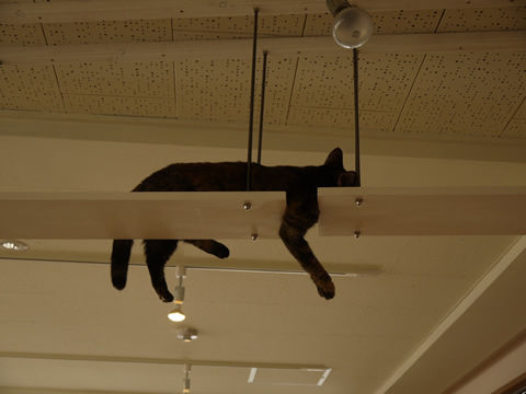 猫式ブログ～里親募集型猫カフェ