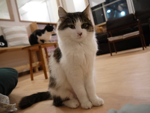 猫式ブログ~里親募集型猫カフェ