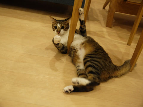 猫式ブログ~里親募集型猫カフェ