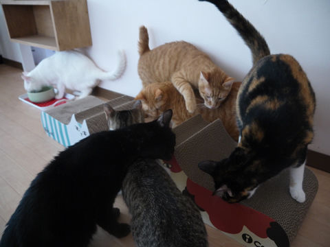 猫式ブログ~里親募集型猫カフェ