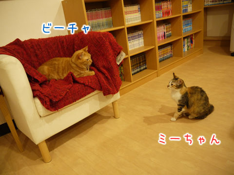猫式ブログ~里親募集型猫カフェ