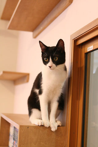 猫式ブログ～里親募集型猫カフェ