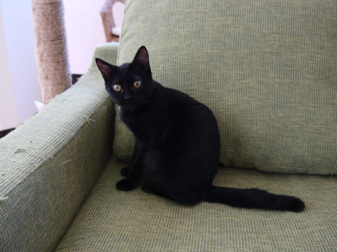 猫式ブログ～里親募集型猫カフェ