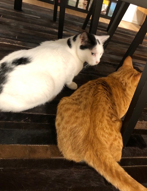 4747F128-4965-4C93-8C0B-77E475883602