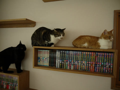 猫式ブログ～里親募集型猫カフェ