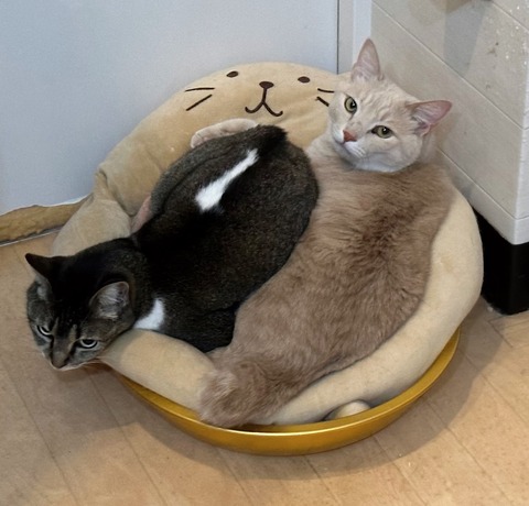 1B68C484-0A08-4D15-ABF8-E5834EA1262D