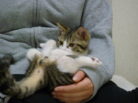 猫式ブログ～里親募集型猫カフェ