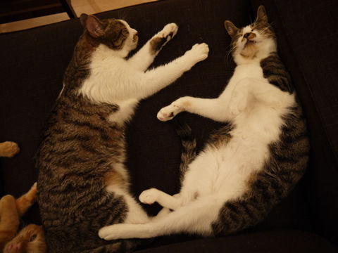 猫式ブログ~里親募集型猫カフェ