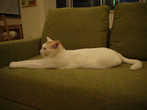 猫式ブログ~里親募集型猫カフェ