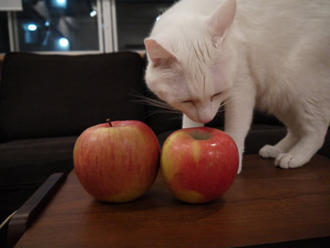 猫式ブログ~里親募集型猫カフェ