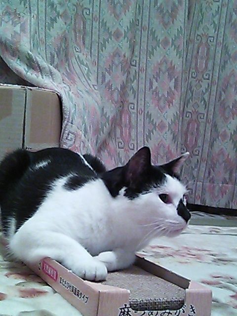 猫式ブログ～里親募集型猫カフェ