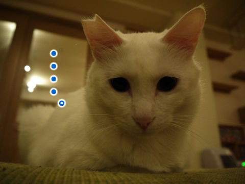 猫式ブログ~里親募集型猫カフェ