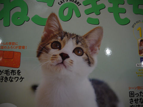 猫式ブログ~里親募集型猫カフェ