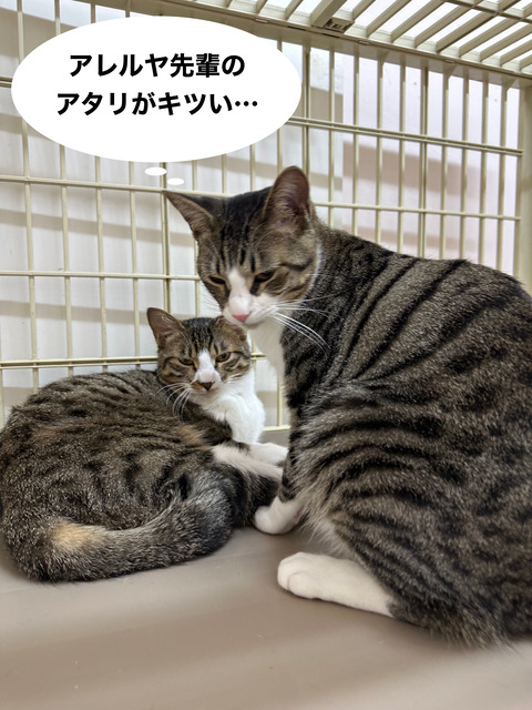 D95044A6-E150-49E0-9556-A0526BFCCE76