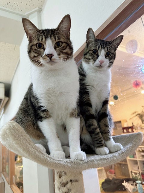 BC7408BB-FBFE-4F95-9CBD-51C1F3227CDF