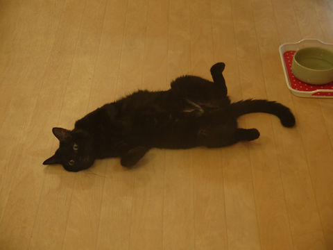 猫式ブログ~里親募集型猫カフェ