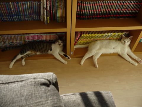 猫式ブログ～里親募集型猫カフェ