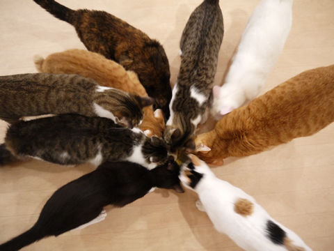 猫式ブログ~里親募集型猫カフェ