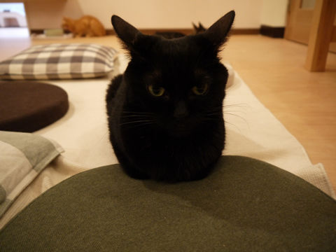 猫式ブログ~里親募集型猫カフェ