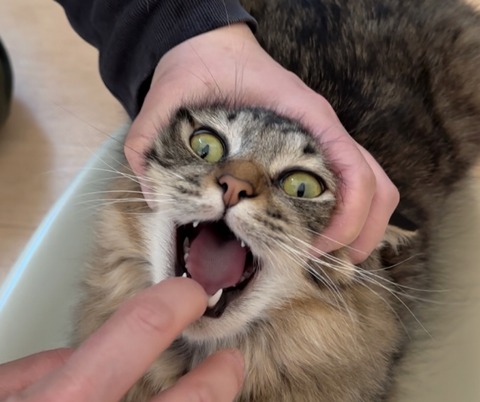 1BC19EB6-472D-43F3-923B-C446640DE3A3