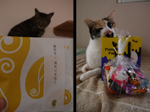 猫式ブログ~里親募集型猫カフェ