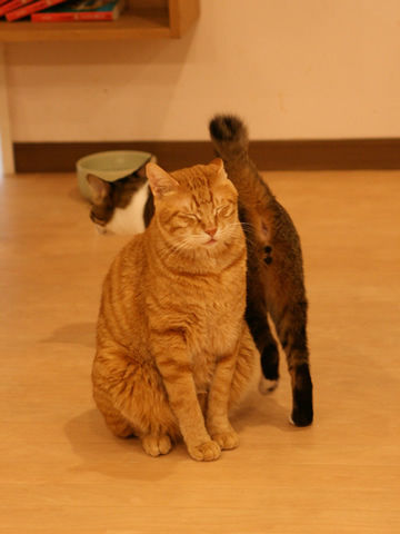 猫式ブログ～里親募集型猫カフェ