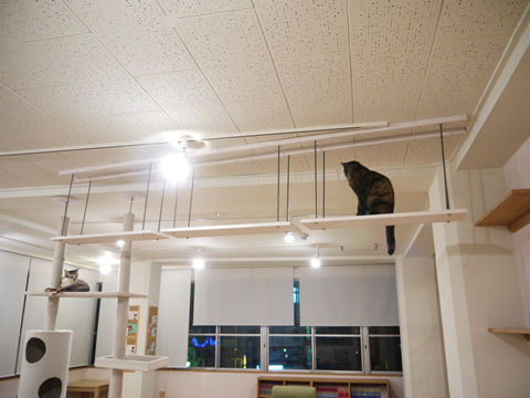 猫式ブログ~里親募集型猫カフェ