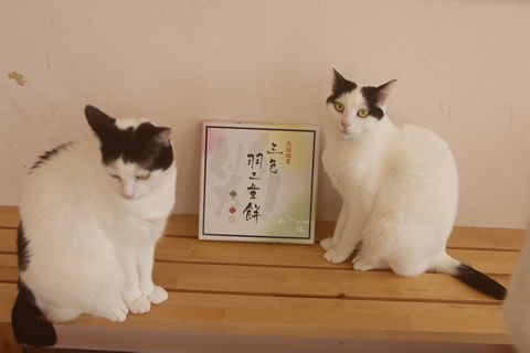 TOMOKOさん