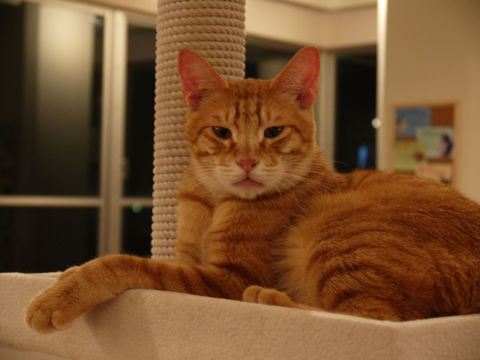 猫式ブログ～里親募集型猫カフェ