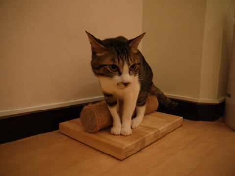 猫式ブログ~里親募集型猫カフェ