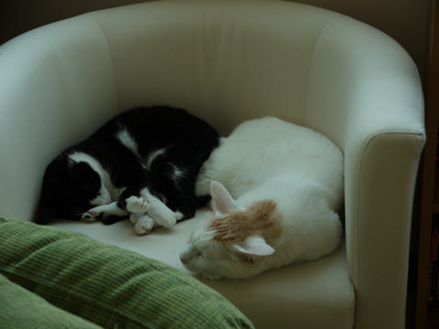 猫式ブログ~里親募集型猫カフェ
