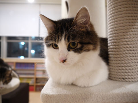 猫式ブログ~里親募集型猫カフェ