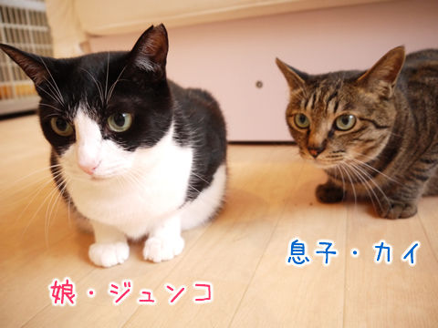猫式ブログ~里親募集型猫カフェ