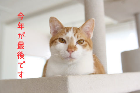 猫式ブログ~里親募集型猫カフェ