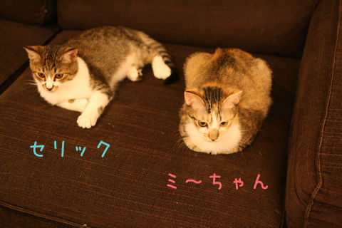 猫式ブログ~里親募集型猫カフェ