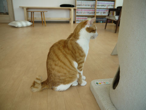 猫式ブログ~里親募集型猫カフェ