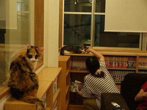 猫式ブログ～里親募集型猫カフェ
