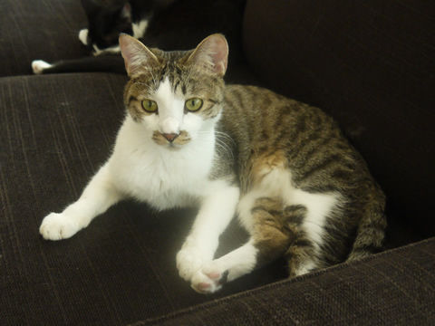 猫式ブログ~里親募集型猫カフェ