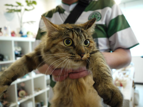 猫式ブログ~里親募集型猫カフェ