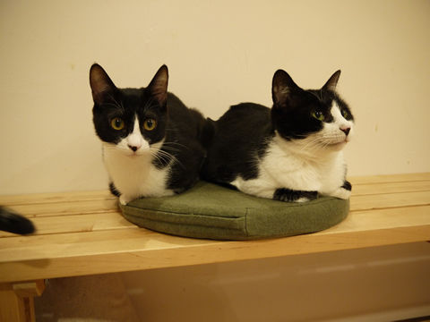 猫式ブログ~里親募集型猫カフェ