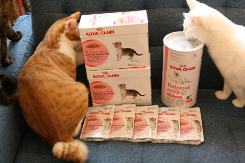 猫式ブログ～里親募集型猫カフェ