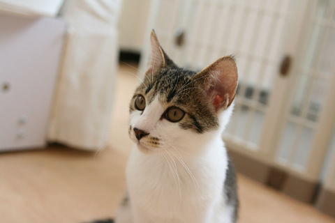 猫式ブログ~里親募集型猫カフェ