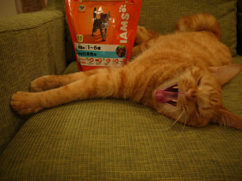 猫式ブログ~里親募集型猫カフェ