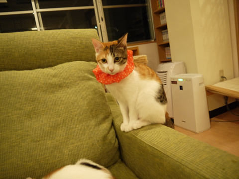 猫式ブログ~里親募集型猫カフェ